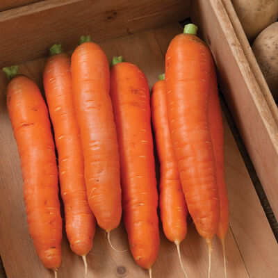 Bolero Carrots