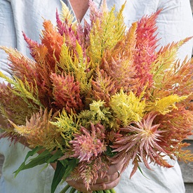 Shimmer Organic Celosia Seed