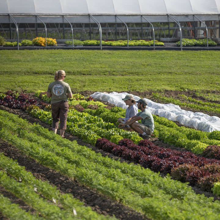 Succession Planting Vegetables